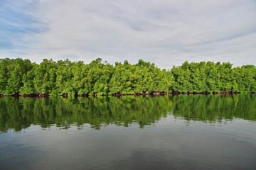 Wall Mural - Mangroves jungle close Toubacouta village, Senegal, West Africa