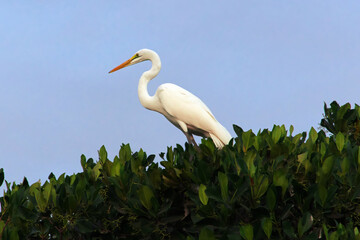 Canvas Print - Bird in mangroves jungle close Toubacouta village, Senegal, West Africa