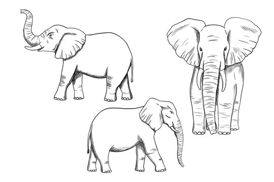 Elephant line engraving sketch isolated on white background. Vector engraving illustrations set. Doodle african animal