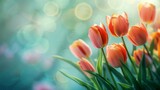 Fototapeta Tulipany - Beautiful bright, multi-colored yellow, white, red, purple, and pink blooming tulips Vibrant tulips in bloom, a lively spring scenery in springtime. Spring-Easter flower background.