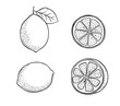 Hand drawn etching slice lemon set. Fruit cut in sketch style, whole fresh citrus. Vector black and white drawing isolated