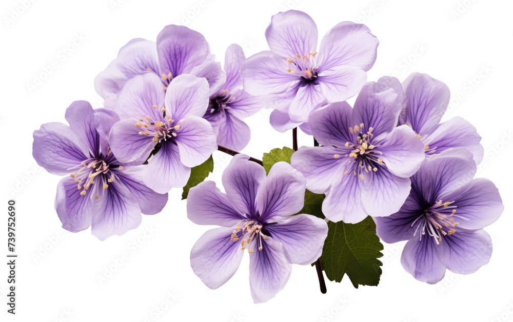 A Bunch of Purple Flowers. A vibrant cluster of purple flowers arranged. on a White or Clear Surface PNG Transparent Background. Stock Photo | Adobe Stock