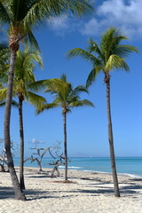 Wall Mural - Tropical paradise beach with white sand and coco palms,  travel tourism. Caribbean beach.