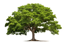 A Large Tree With Abundant Green Leaves Stands Prominently. On A White Or Clear Surface PNG Transparent Background.