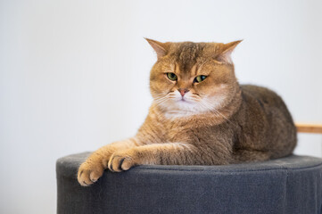 Wall Mural - Yellow British shorthair cat lying on a mat