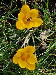 Wall Mural - Honigbiene sammelt Nektar auf Krokusblüte - Crocus chrysanthus 4