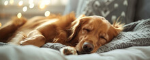 Dog Sleeping On Cozy Bed At Home