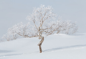 Wall Mural - single birch tree in snow winter landscape