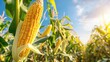 Corn cobs in corn plantation field.generative ai