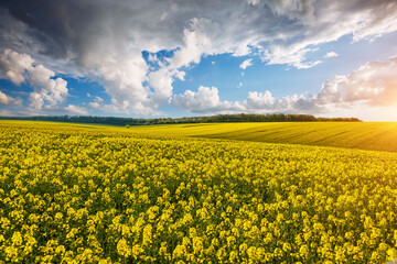 Aufkleber - Bright yellow canola field and blue sky on a sunny day.