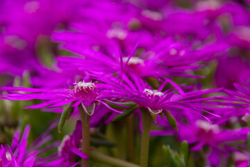 Poster - purple flowers in the field