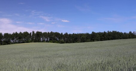 Wall Mural - green rye field in the summer, beautiful green unripe rye cereals in the summer