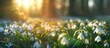 banner Field with blossom snowdrops in spring, spring concept, nature awakening