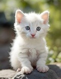 Fototapeta Koty - Cute white kitten in park in nature stands on stone Generative AI