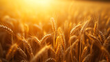 Fototapeta  - Close-up of golden ears of wheat in an agricultural field at sunset. Rich harvest concept.