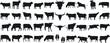 © Arafat - cow silhouette Vector set, cattle silhouettes, diverse breed of cows. Ideal for farm, ranch branding. Perfect for logos, decals. Black, white background. Bulls, cows, standing, walking, running