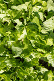Fototapeta Desenie - 
Home garden with green vegetables