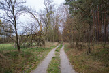 Fototapeta Desenie - A path leading through a forest in Poland