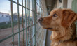 Golden retriever looking out beyond a fence with a hopeful gaze, a poignant symbol of anticipation and waiting.