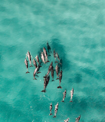 Canvas Print - Aerial view of a pod of dolphins swimming in blue turquoise beautiful water