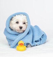 Aufkleber - Cute Lapdog puppy wrapped in blue towel after bathing sitting with rubber duck