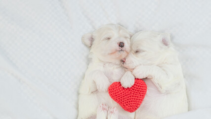 Wall Mural - Two cozy Lapdog puppies sleep together with red heart on a bed at home. Top down view. Empty space for text