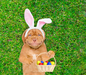 Aufkleber - Smiling Mastiff puppy wearing easter rabbits ears holds basket of painted Easter eggs on green grass. Top down view