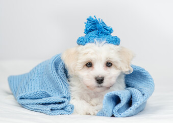 Aufkleber - Cute Lapdog puppy wearing tiny hat with pompon wrapped in blue plaid in cold autumn or winter weather lying on a bed at home