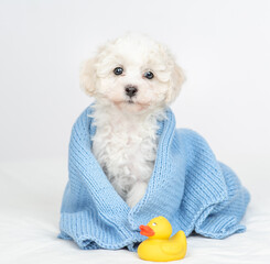 Aufkleber - Cute Lapdog puppy wrapped in blue towel after bathing sitting with rubber duck