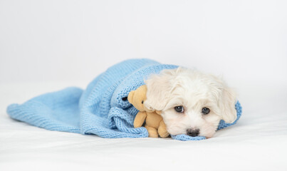 Aufkleber - Unhappy Lapdog puppy wrapped in blue towel in cold autumn or winter weather lying with toy bear