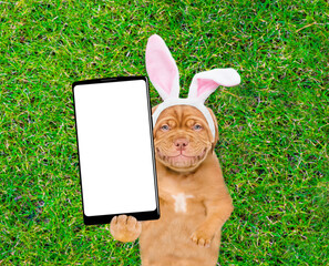 Poster - Smiling Mastiff puppy wearing easter rabbits ears holds big smartphone with white blank screen in it paw and lies on its back on summer green grass. Top down view