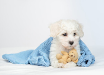 Aufkleber - Cute Lapdog puppy wrapped in blue towel in cold autumn or winter weather lying with toy bear