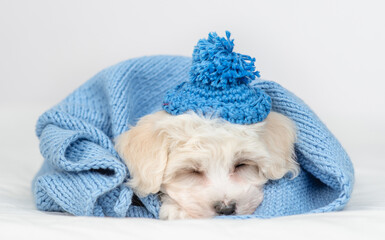 Aufkleber - Cute Lapdog puppy wearing tiny hat with pompon wrapped in blue plaid in cold autumn or winter weather sleeps on a bed at home