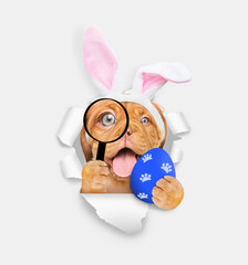 Aufkleber - Smiling Mastiff puppy wearing easter rabbits ears looks thru a magnifying lens looks through a hole in white paper and holds painted egg