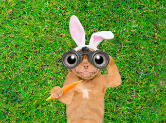 Wall Mural - Happy puppy wearing easter rabbits ears holds carrot and looks through binoculars on green grass. Top down view