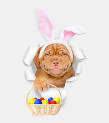 Aufkleber - Smiling Mastiff puppy wearing easter rabbits ears holds basket of painted eggs and looks through the hole in white paper