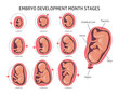 Embryo in the womb, set. Development and growth of the fetus at different stages of pregnancy, monthly period. Illustration, vector
