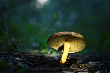 Wall Mural - Photo of glowing mushrooms at night, mysterious forest, fantasy concept