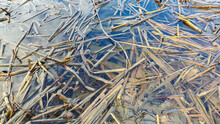 Reeds In The Water. Water And Dry Reeds. Dry Grass Under Water. Reeds And Cattails Aquatic Plants Under Water Bends And Breaks Oncoming Waves