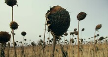 Damaged Dry Sunflowers In Cultivated Field, Food Crisis In Natural Disaster. Close-up Shot