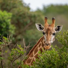 Sticker - a giraffe standing in the bushes