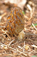 Morchella Esculenta Is A Common And Edible Mushroom Species In Turkey.