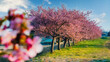 満開の河津桜です。春日部市の旧倉松第二調整池(幸松川)です