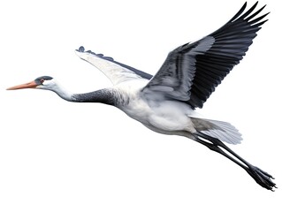 Wall Mural - Crane bird flying isolated on white background