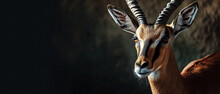 Banner Of A Gazelle On Blured Nature Background, With Empty Copy Space	
