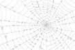 Morning Dew on Spider Web isolated vector style