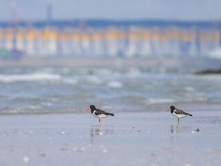 Wall Mural - Eurasian Oystercatcher standing on the beach near water