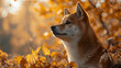 © Kateryna Kordubailo - The Akita is a Japanese dog breed of large size, autumn leaves background