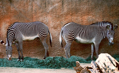 Poster - Two zebras grazing on the grass near rocks in an enclosure.