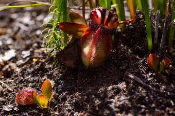 Wall Mural - Albany pitcher plant (Cephalotus follicularis), adult plant and seedling, in natural habitat, Western Australia